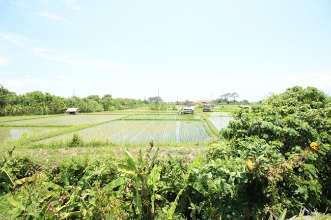 Blick auf Reisfelder, typisch Bali, blauer Himmel