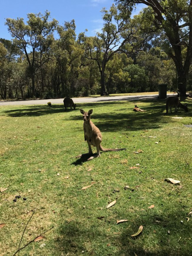 Kängurus Pinaroo Perth