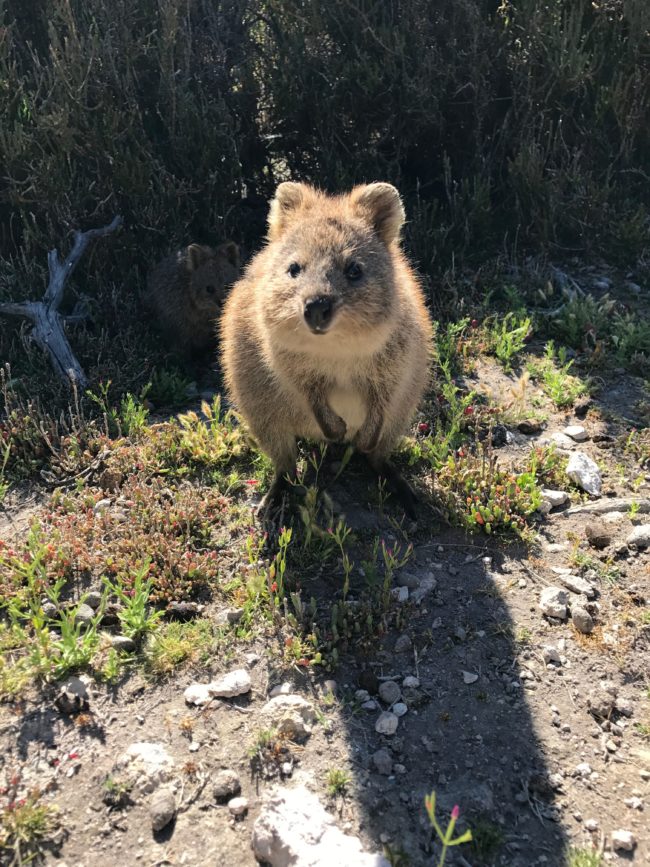 Quokkas Rottnest Island